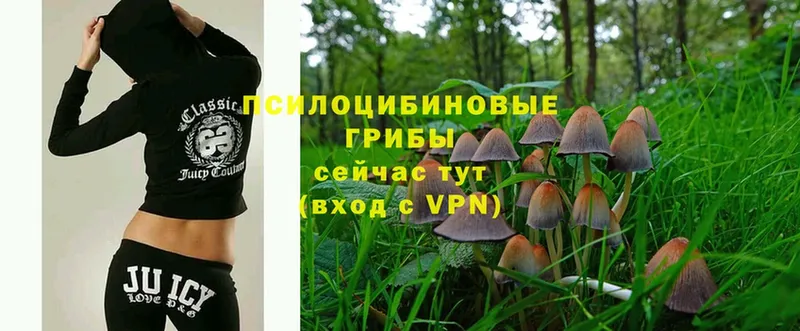 блэк спрут ссылка  Берёзовский  Псилоцибиновые грибы MAGIC MUSHROOMS 